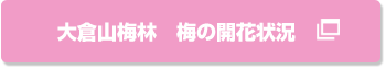 大倉山梅林 梅の開花状況